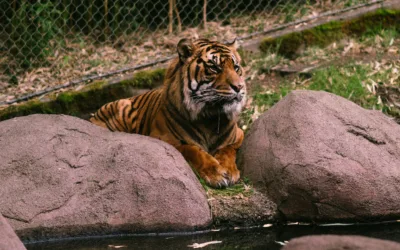 Home A tiger resting at the Bronx Zoo