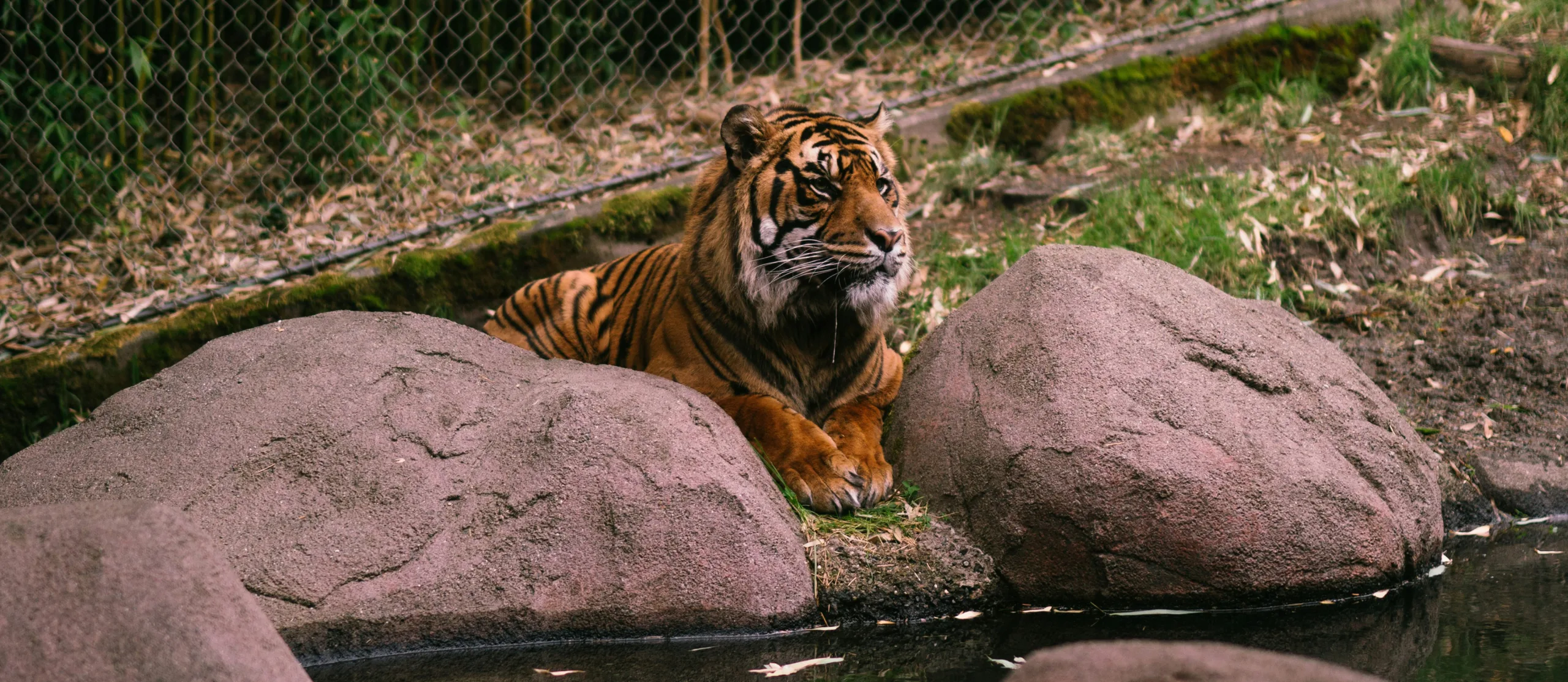 A tiger resting at the Bronx Zoo